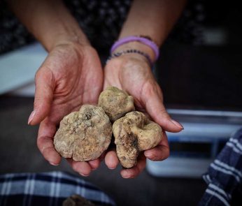 Tartufo a Sant'Angelo in Vado