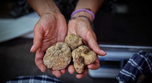 Tartufo a Sant'Angelo in Vado